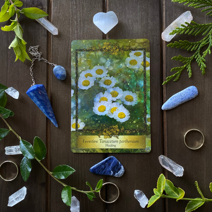 Feverfew — Trust in the messages you are receiving