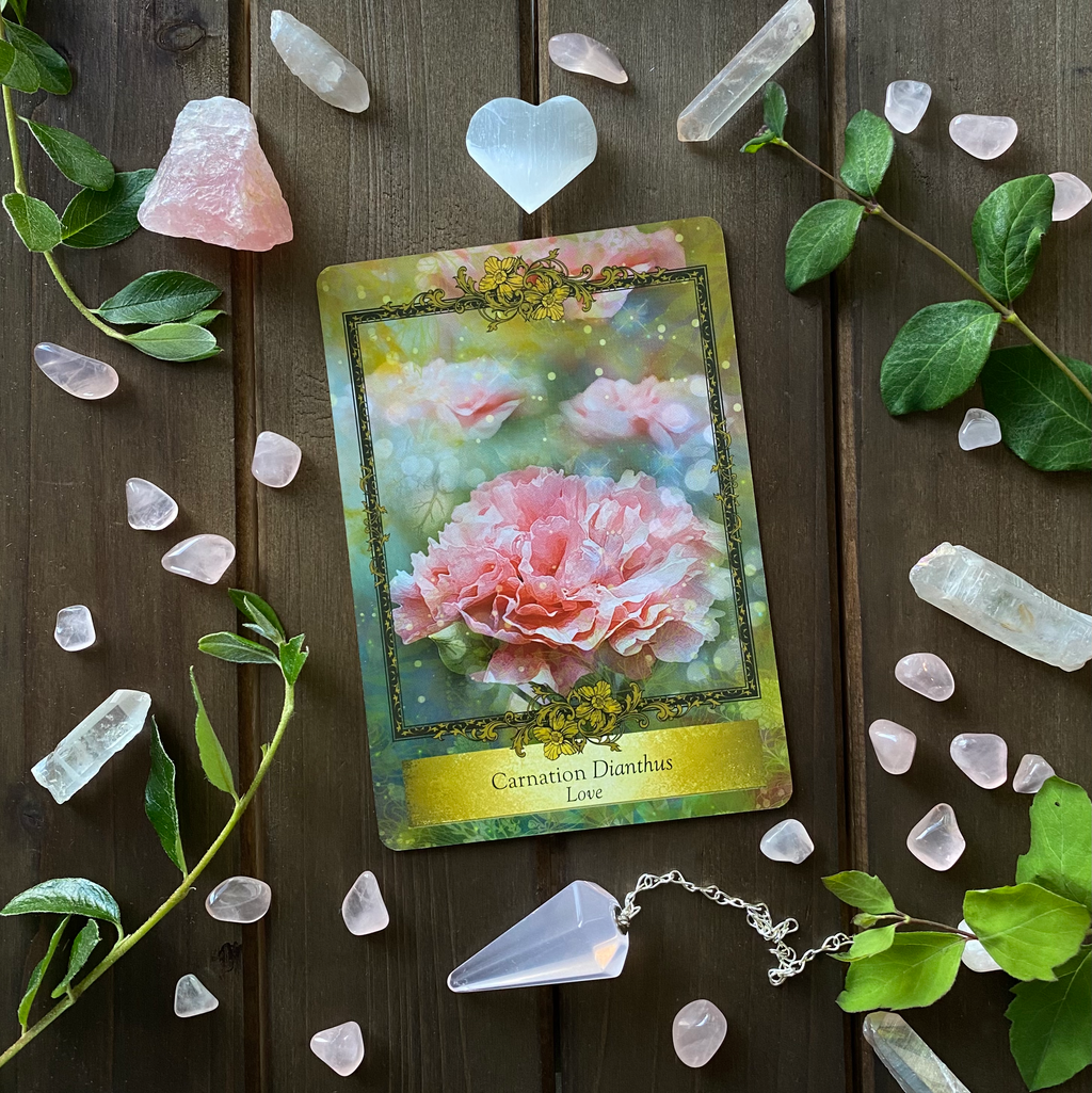 Carnation — Surrender to the beauty of the moment
