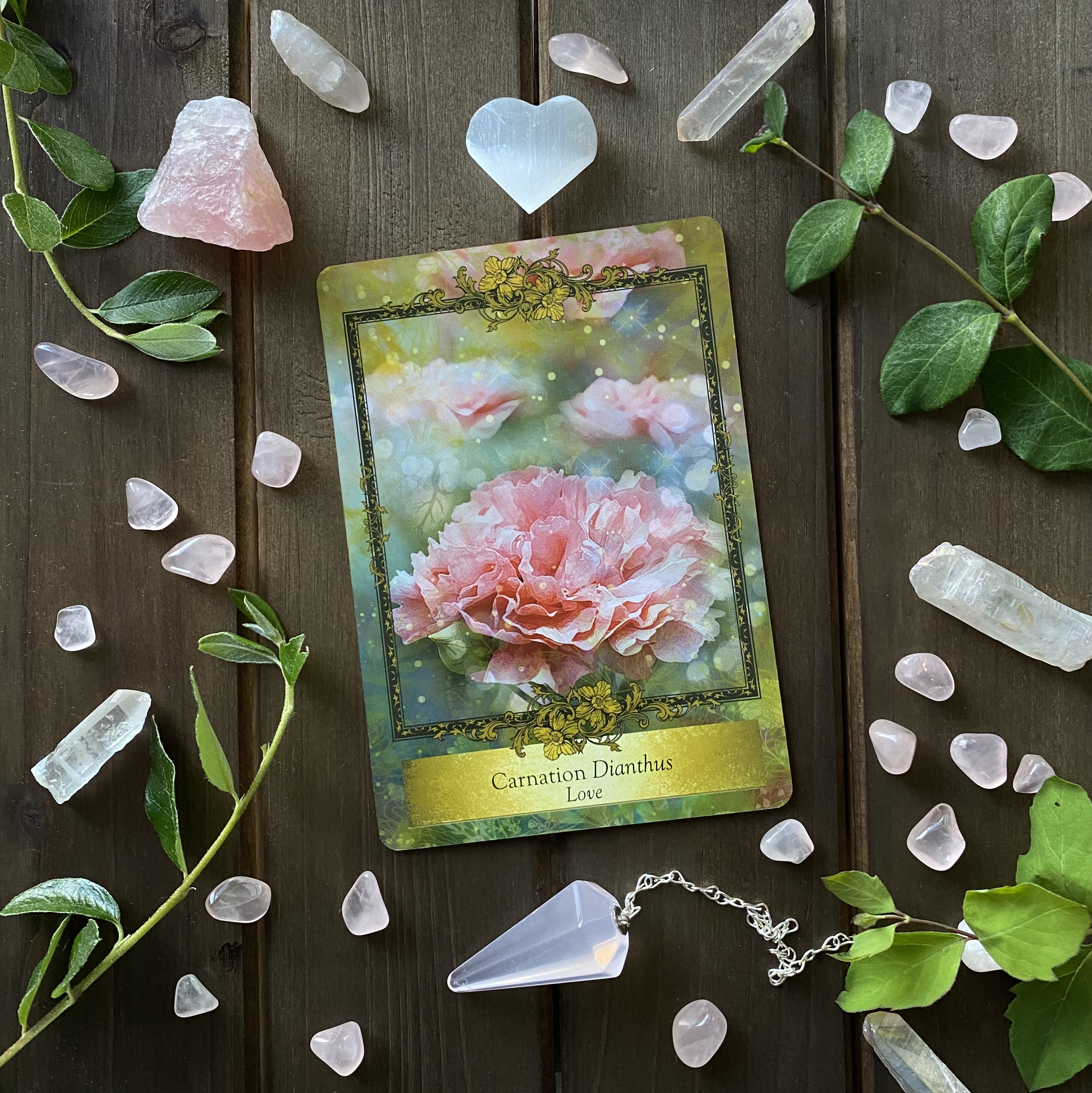 Carnation — Surrender to the beauty of the moment